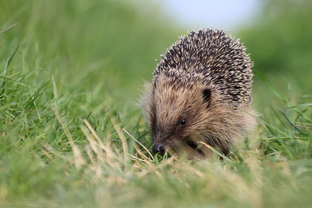 england national animals