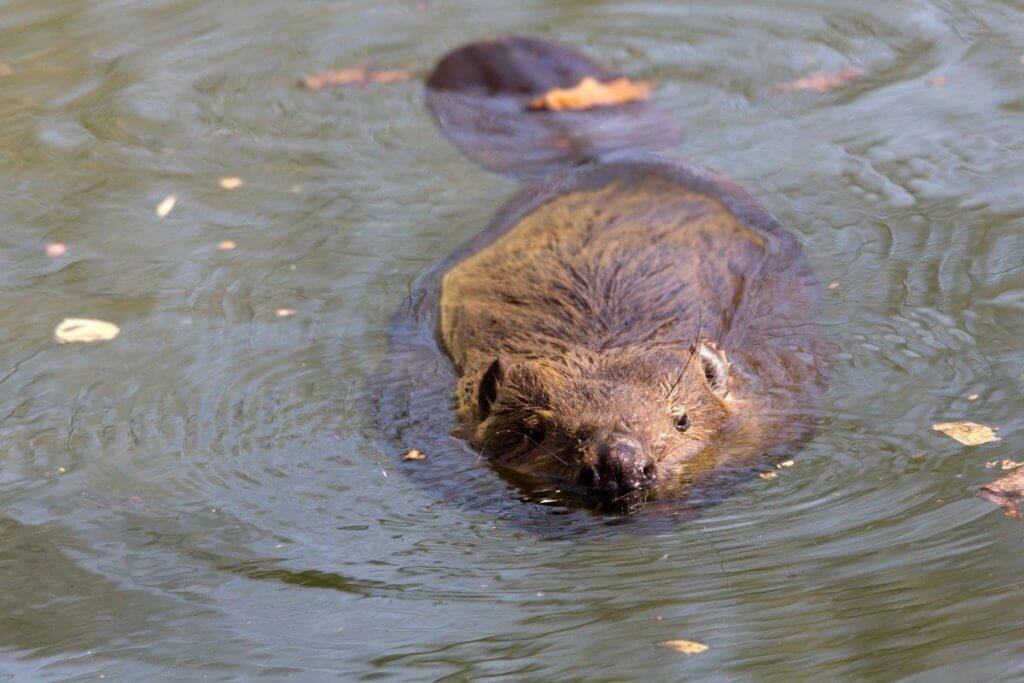 England beaver