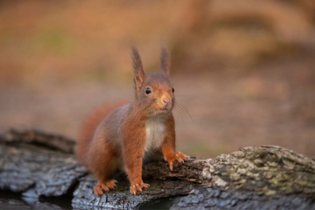 cool england animals