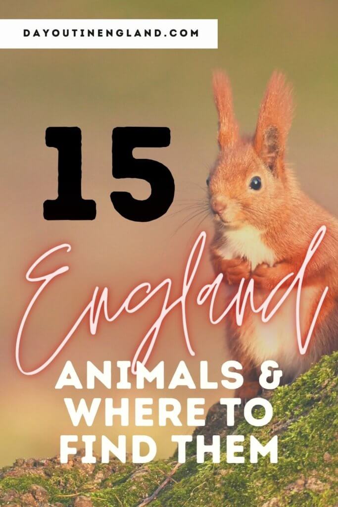 animals in england