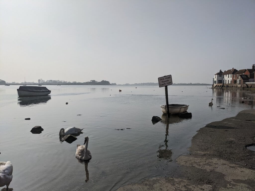 Bosham geese