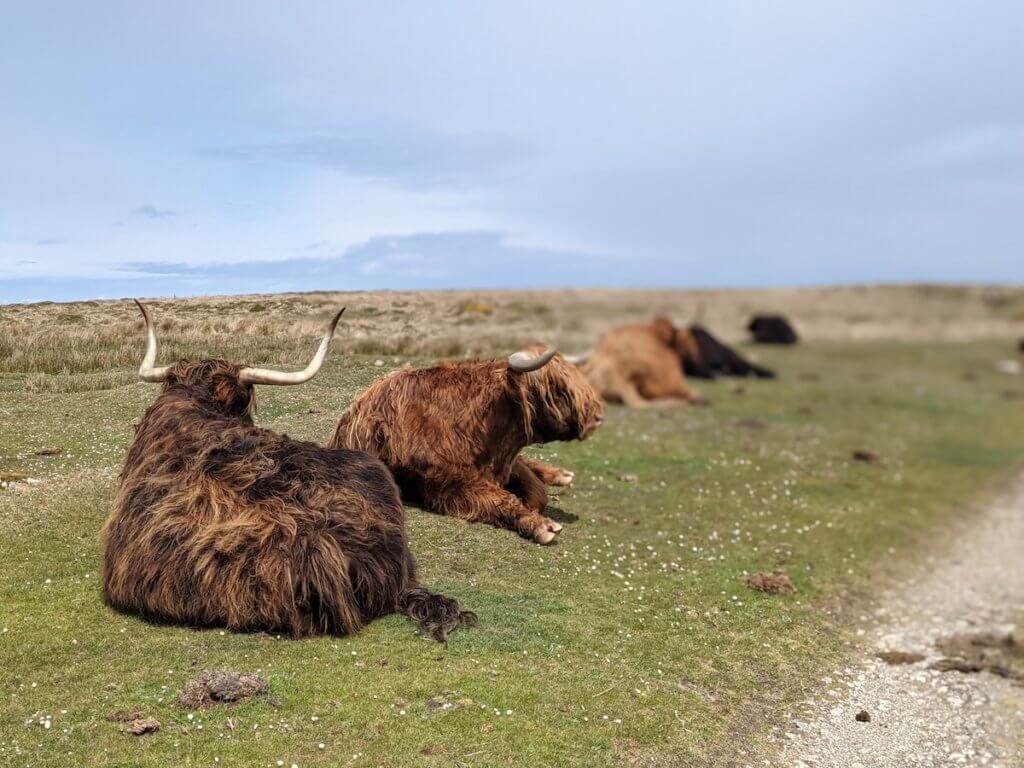 lundy island day trip