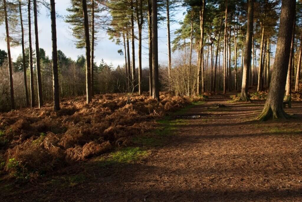 forest in delamere