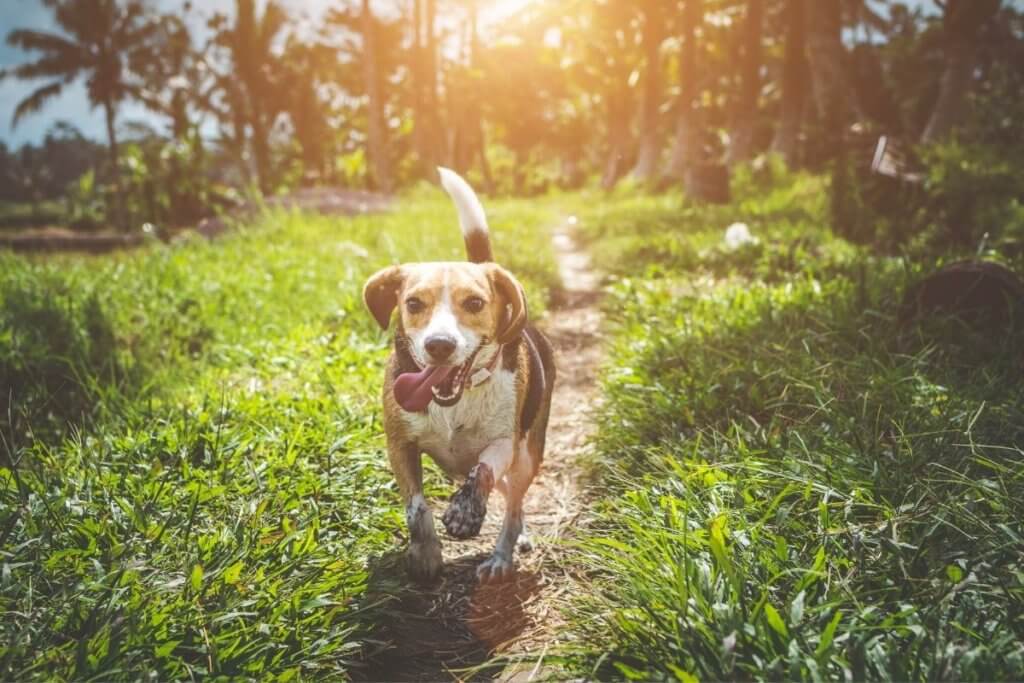 country garden dog