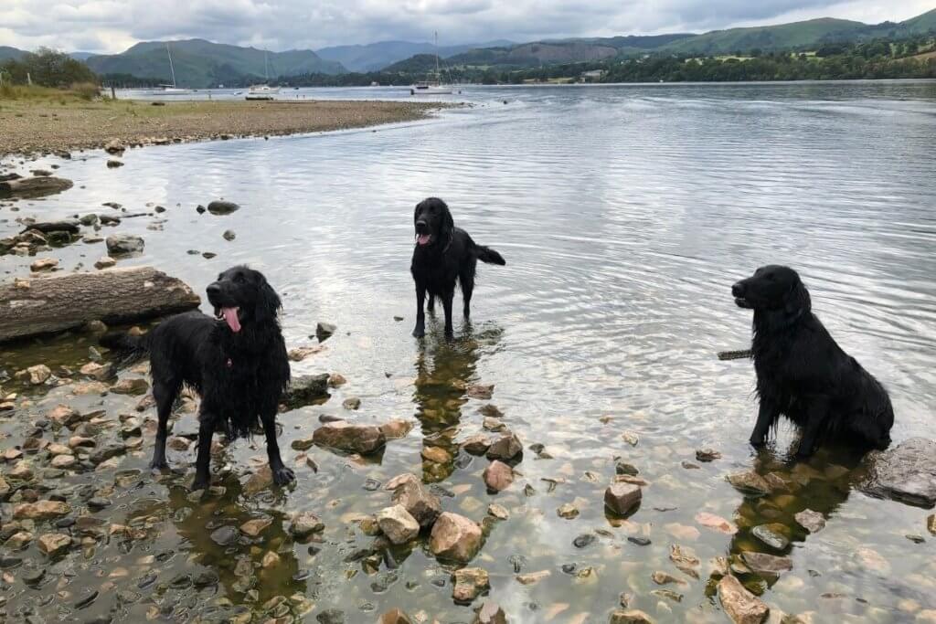 dogs in the lakes