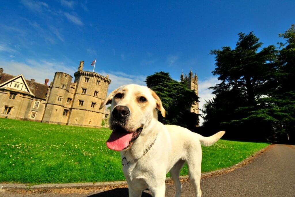 historic sites with a dog