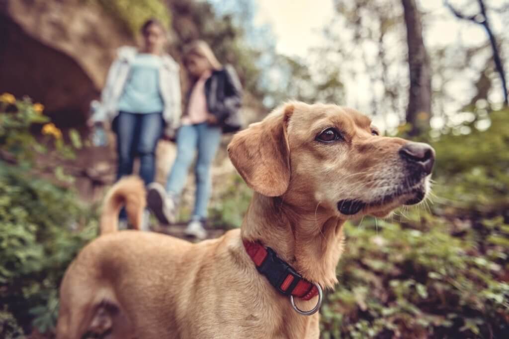 hiking with dog