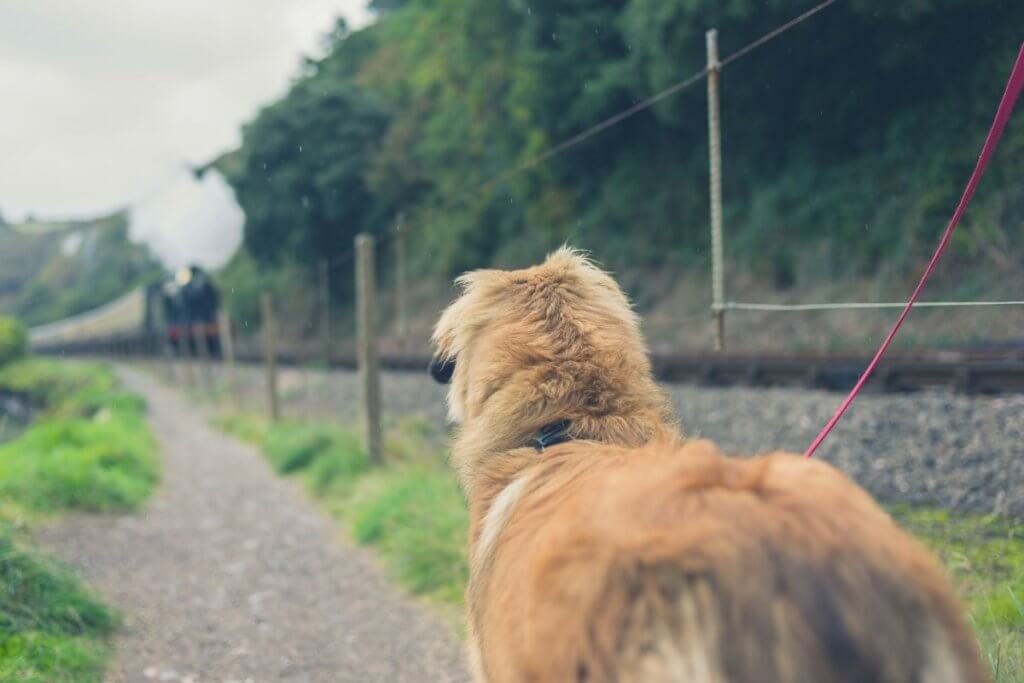 dog on the train