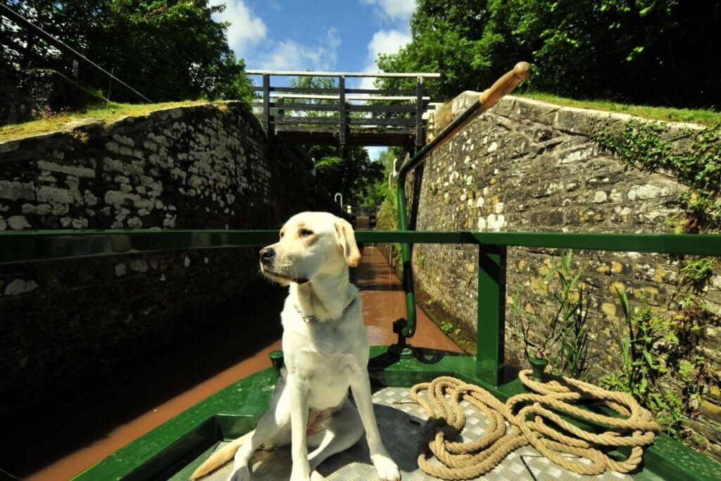 dog on the canals