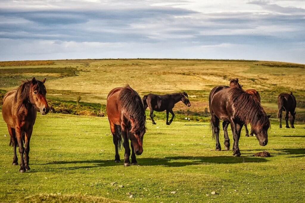 national park dartmoor