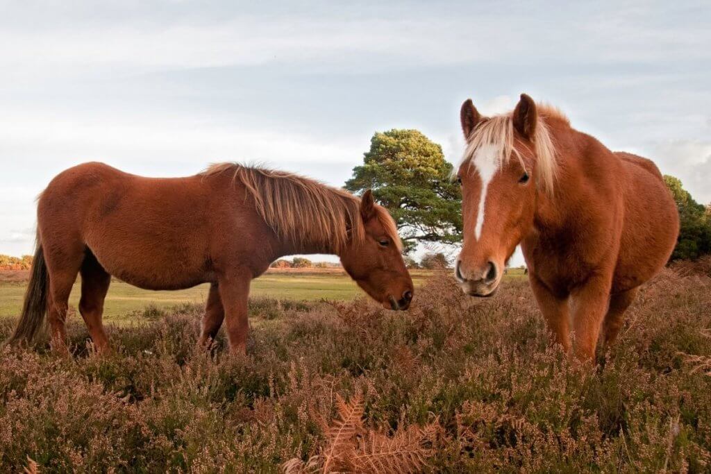 day out in new forest