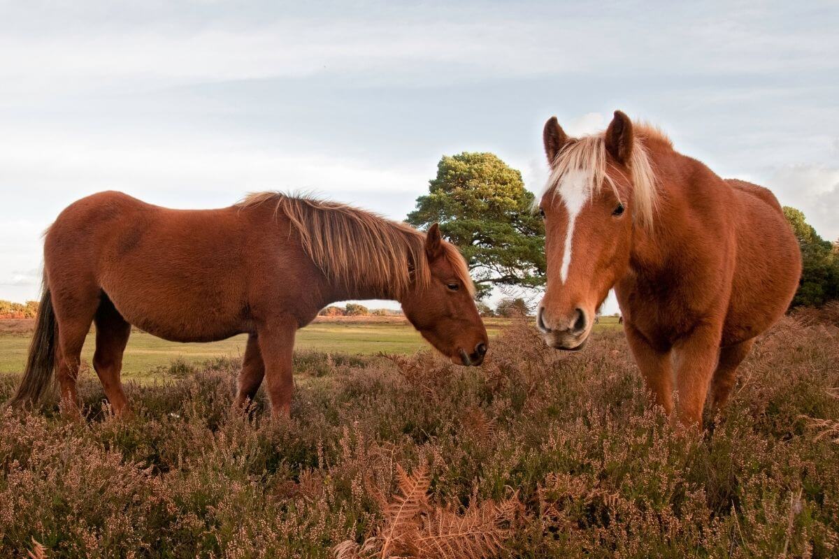 10 Beautiful National Parks in England: Which to Visit in 2024?