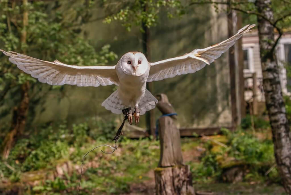 Rutland Falconry & Owl Centre