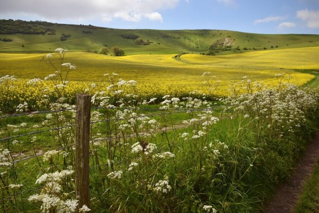 walking in the south downs