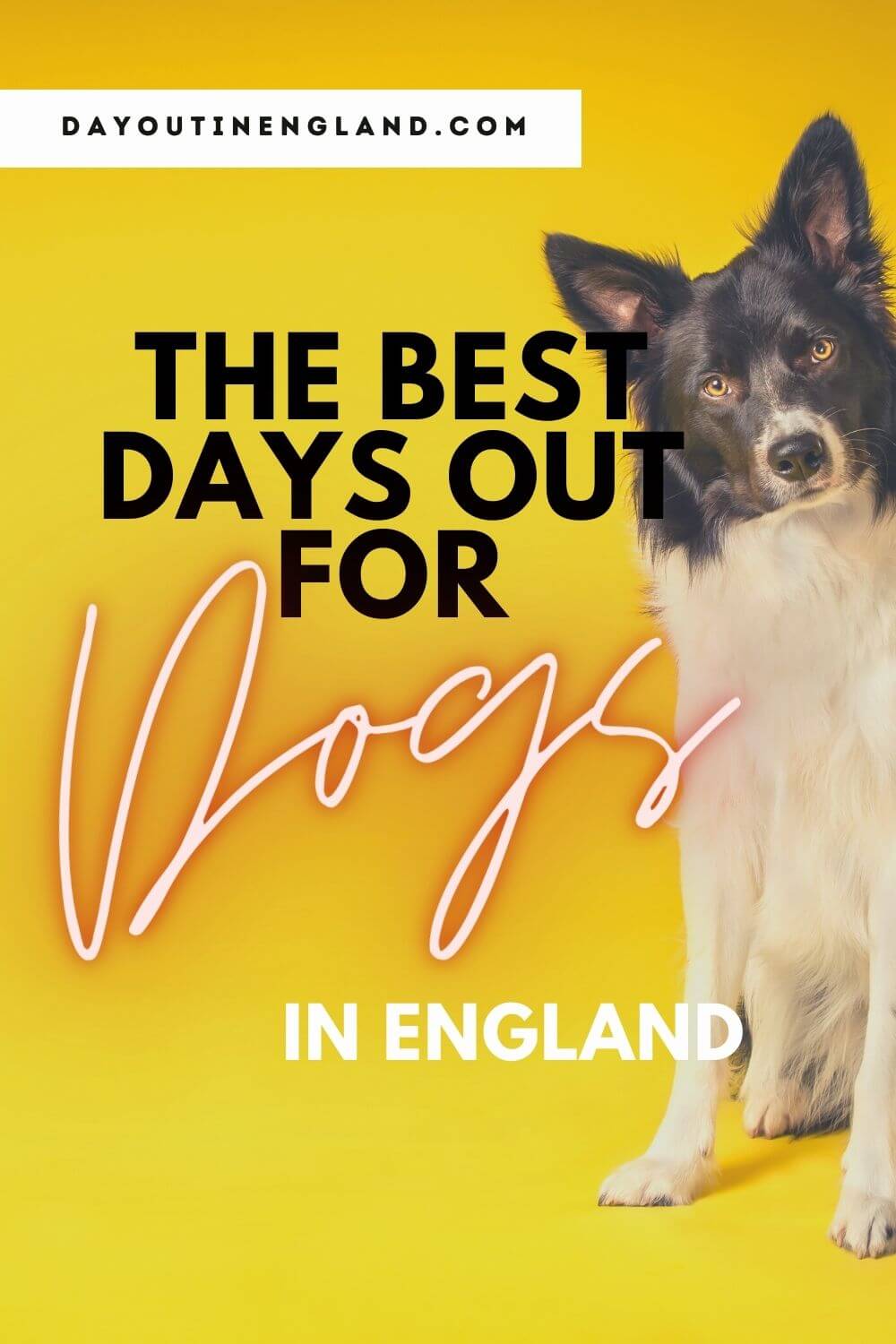 5-dog-friendly-days-out-in-yorkshire-takethedogs