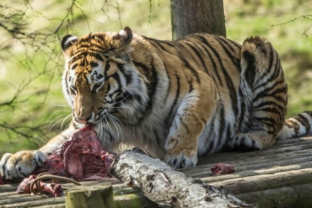 Top 10 Animal Experiences in England for a Special Occasion | Day Out in  England