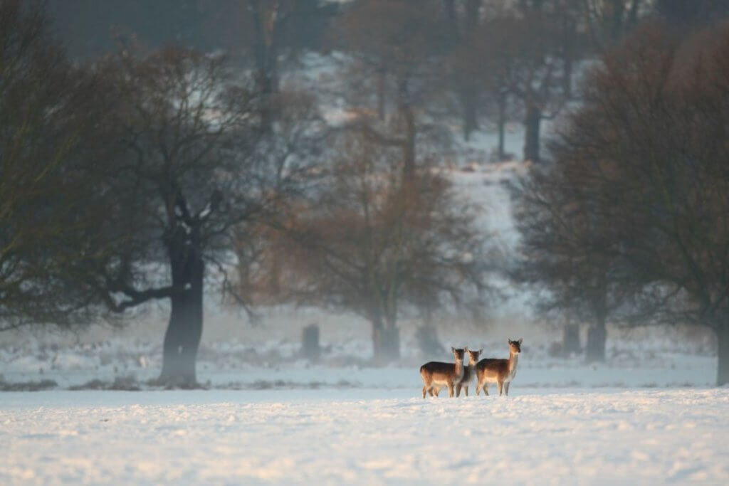 Christmas in Hampshire