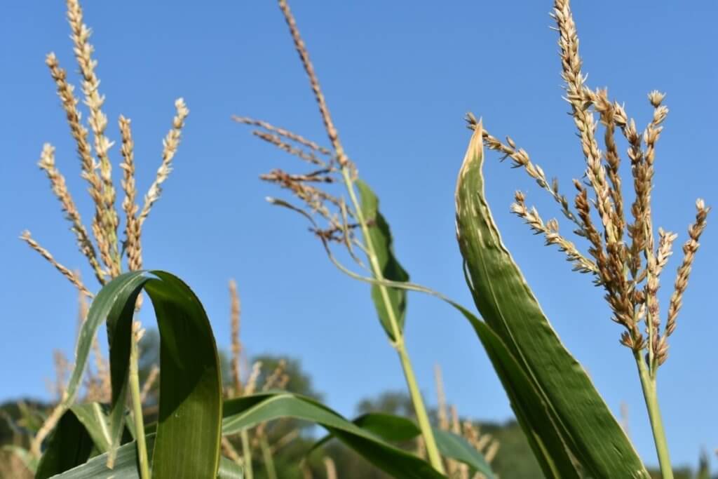 maize maze, autumn days out