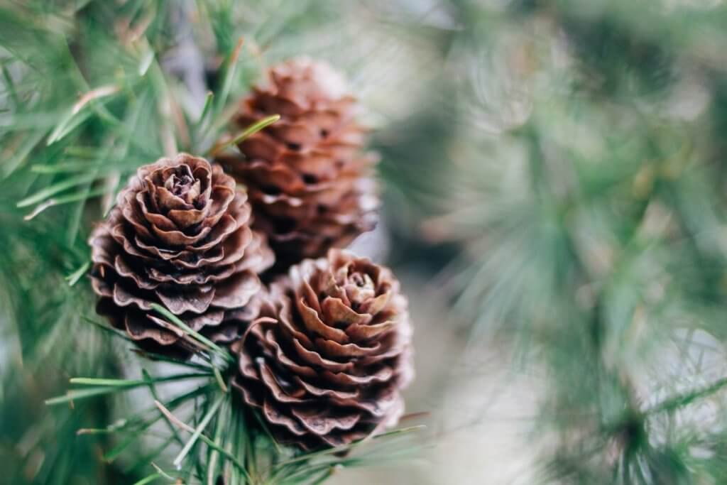 what to collect in autumn - pinecones 