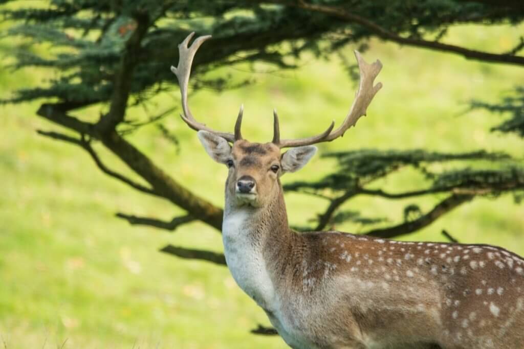 national trust experiences