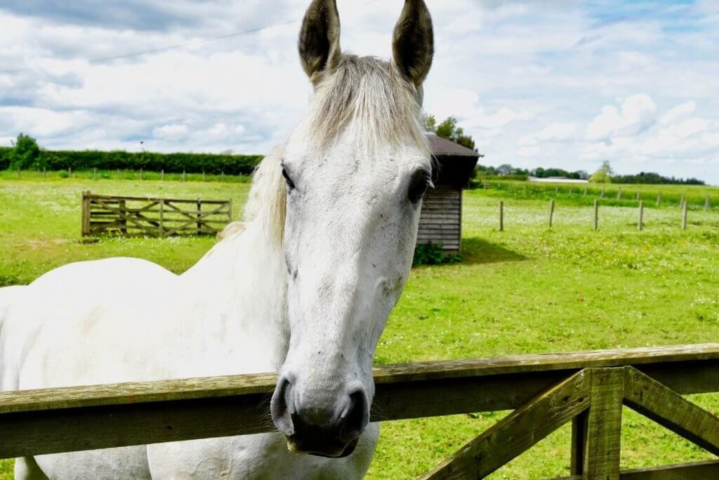 Horse in field 