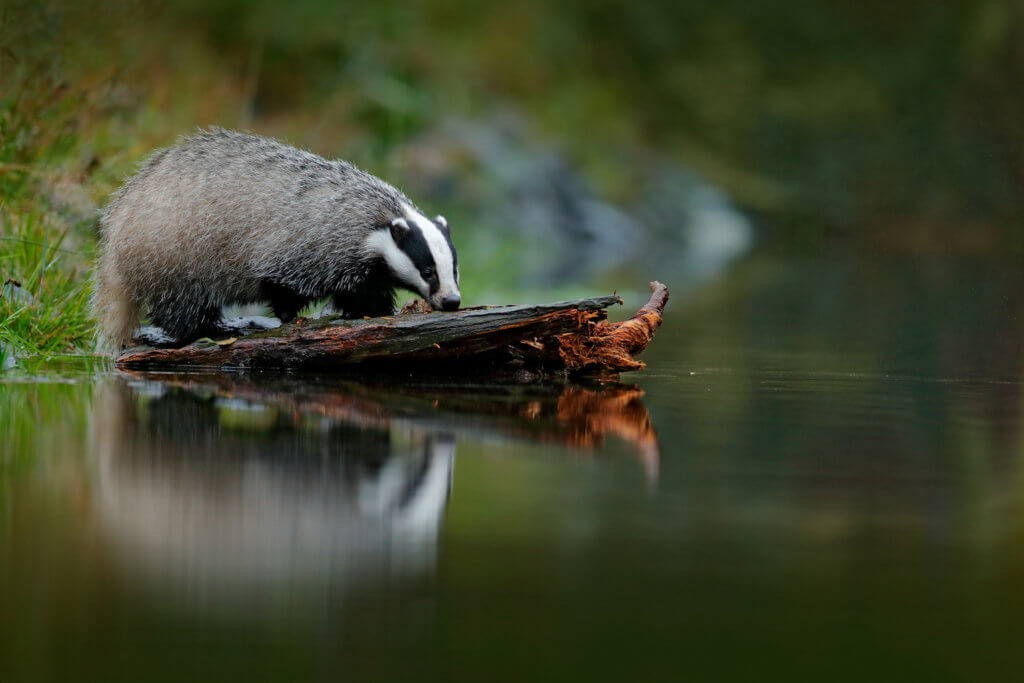 england animals