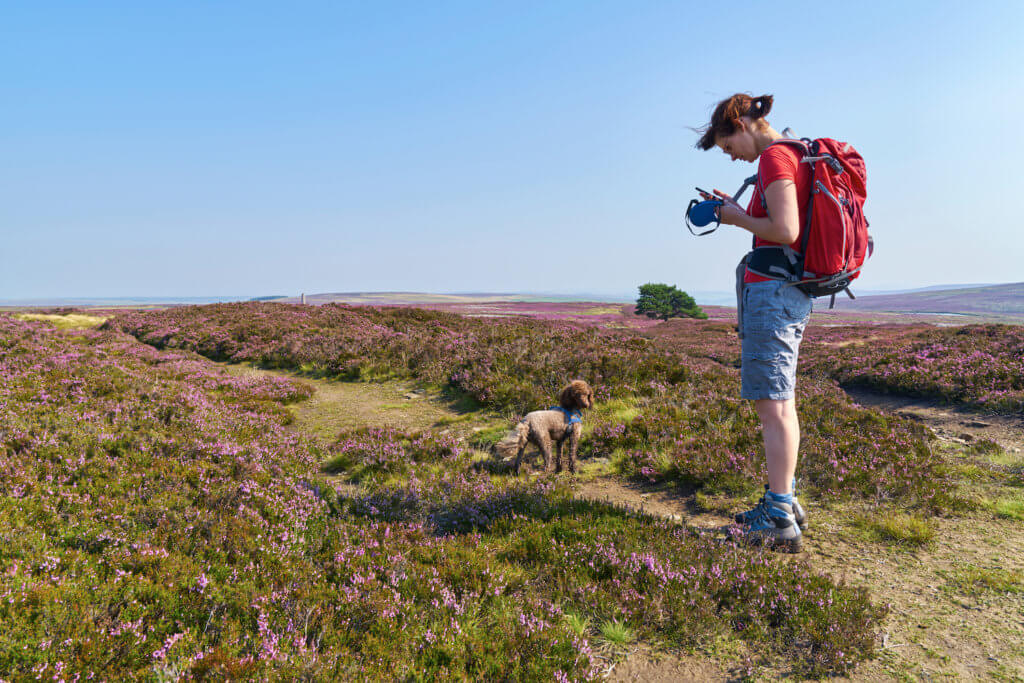 A hiker checking their GPS map when out walking their dog, Edmundbyers Common in County Durham English countryside.