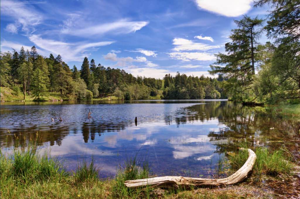 A view of Tarn Hows, a small lake in the English Lake District surrounded by woodland