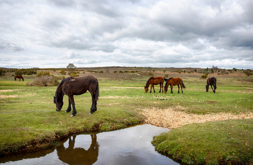 Ponies grazing in the new Forest National Park in Hampshire