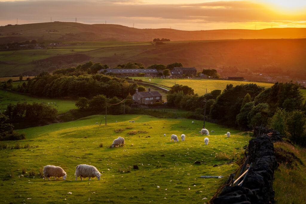 Sheep grazing in a beautiful landscape in the British countryside near the outskirts of Manchester.