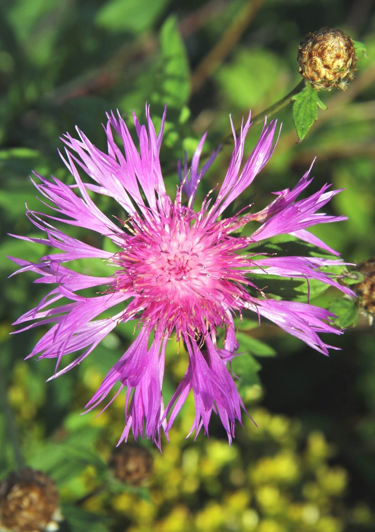 flower shows in england