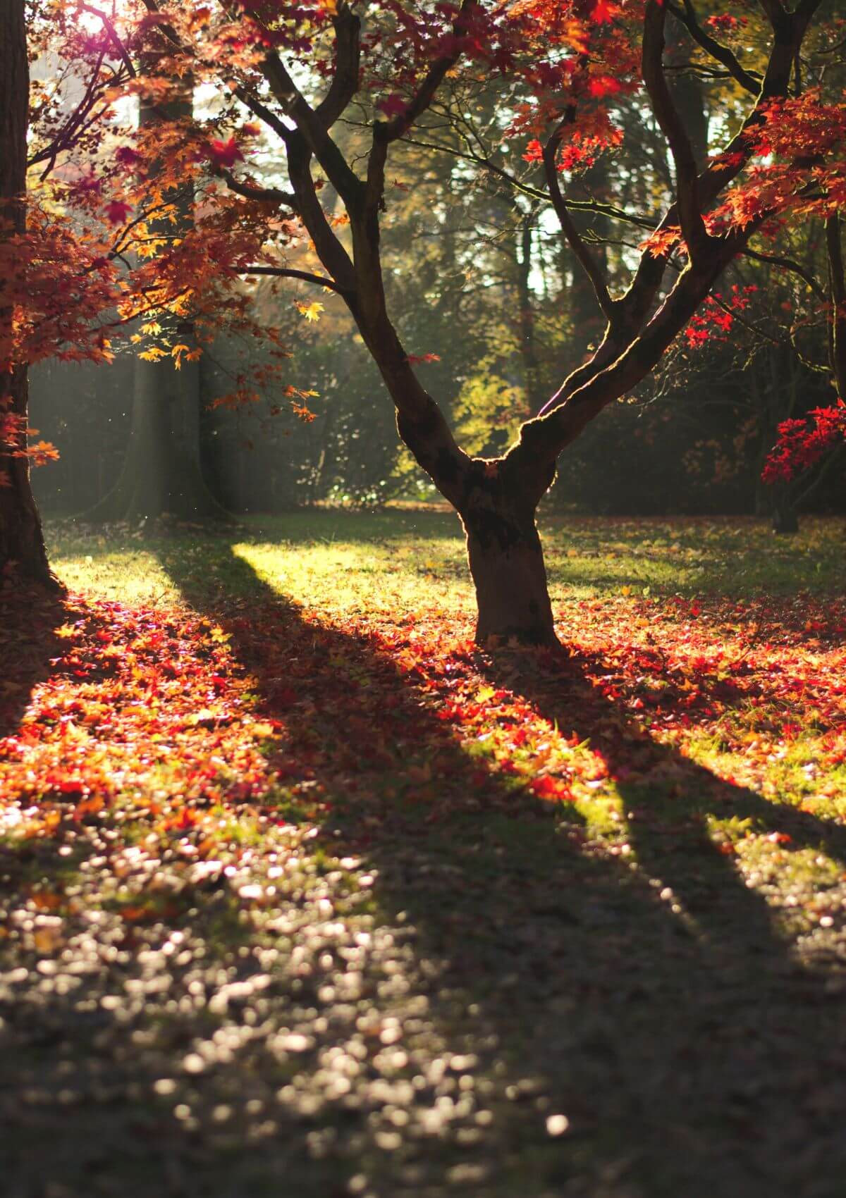 Day trip from Bristol, Westonbirt Arboretum 