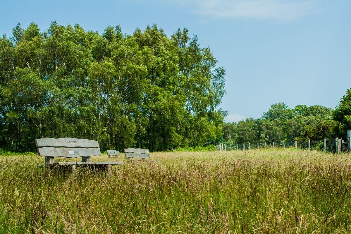 forests in south east