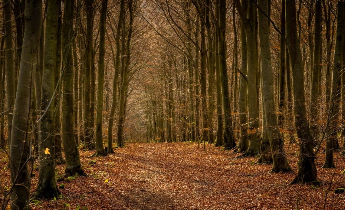 5 Best Forest Walks for Nature Lovers in the South East | Day Out in ...