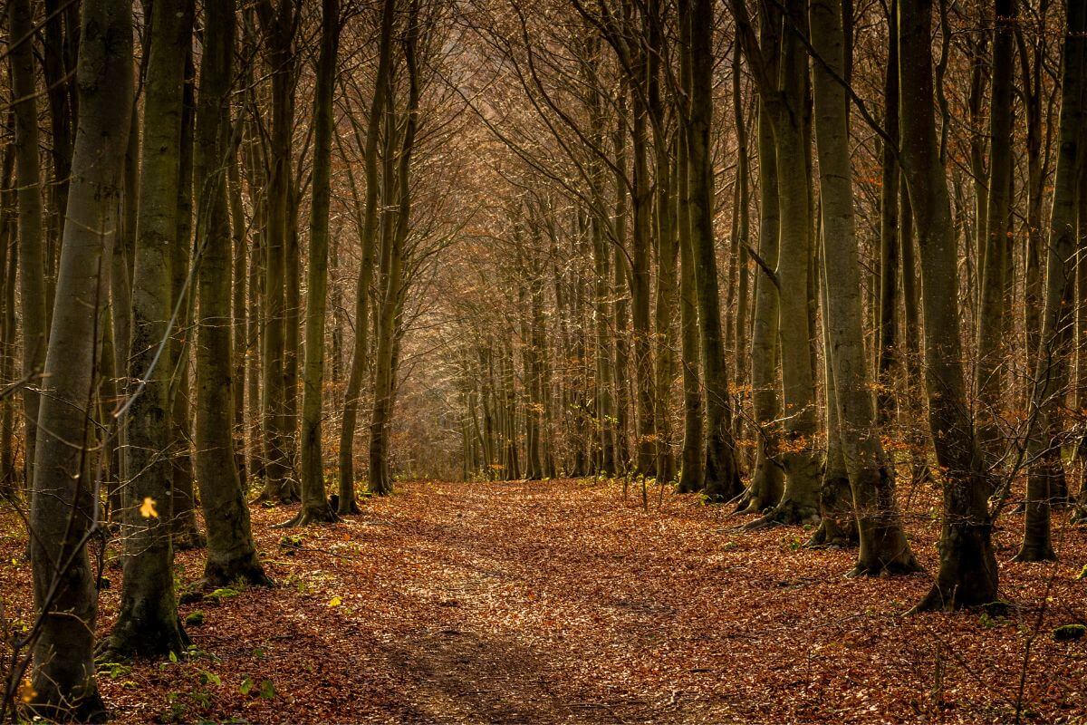 forest walks in england