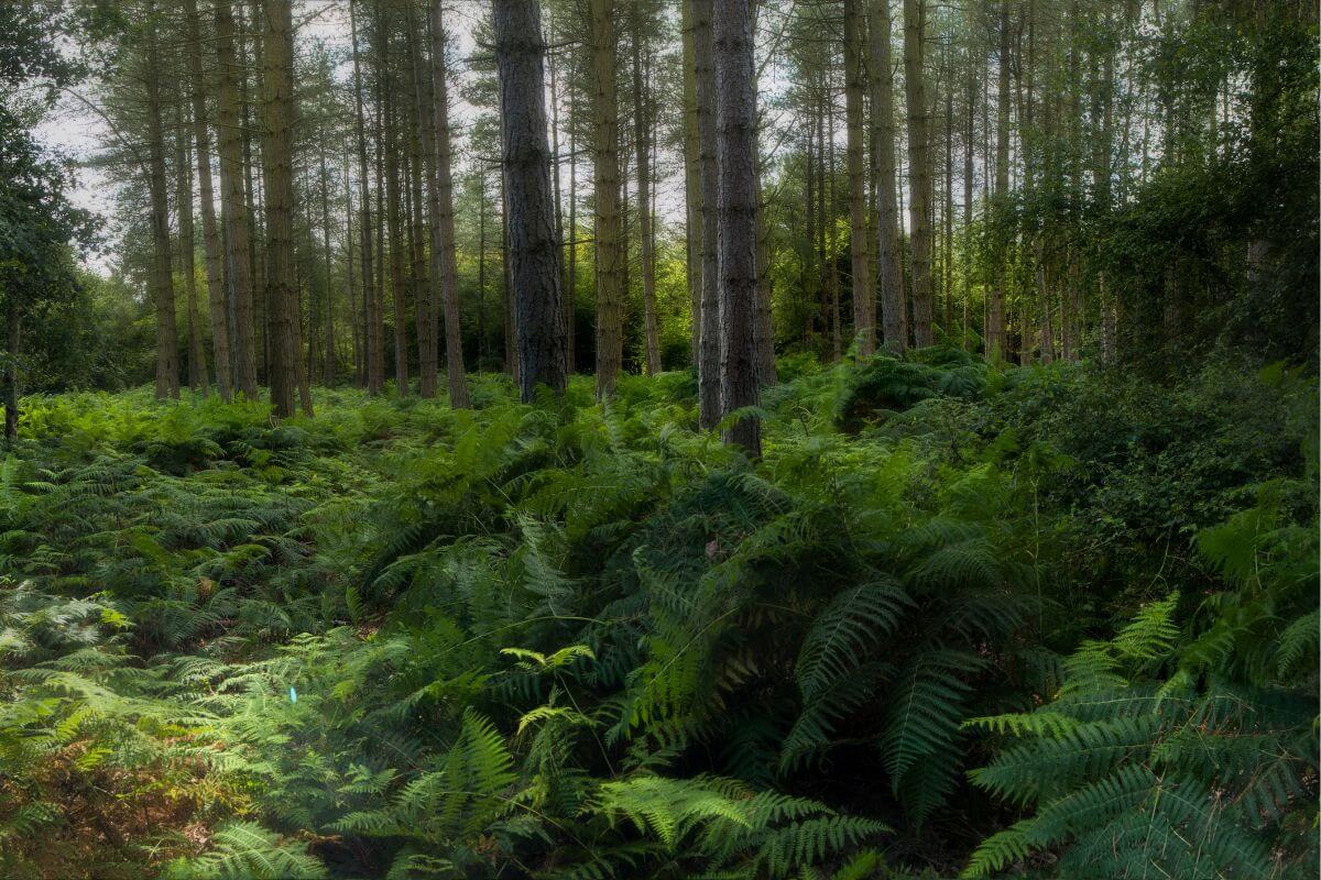 forest walks in south east england