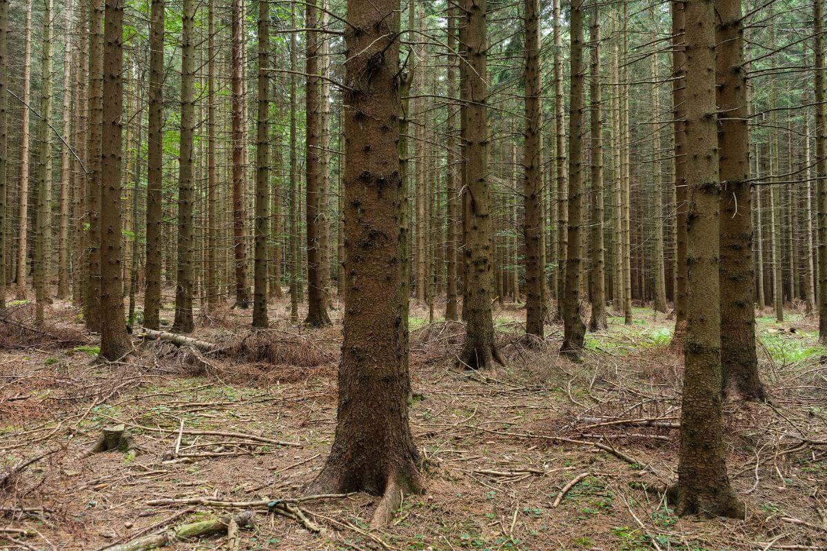 Gruffalo trails in England's county of Hampshire