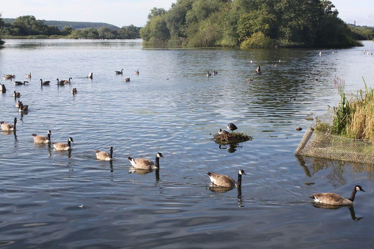 Day trips from Derby to the Attenborough Nature Reserve