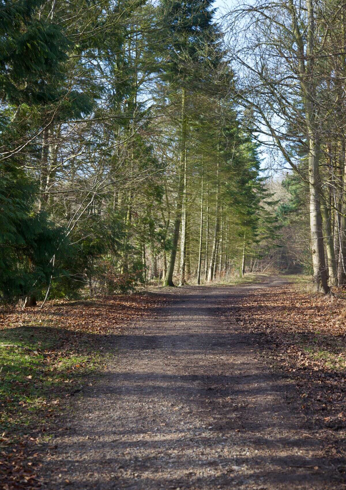 Gruffalo trail in Wendover Woods, England