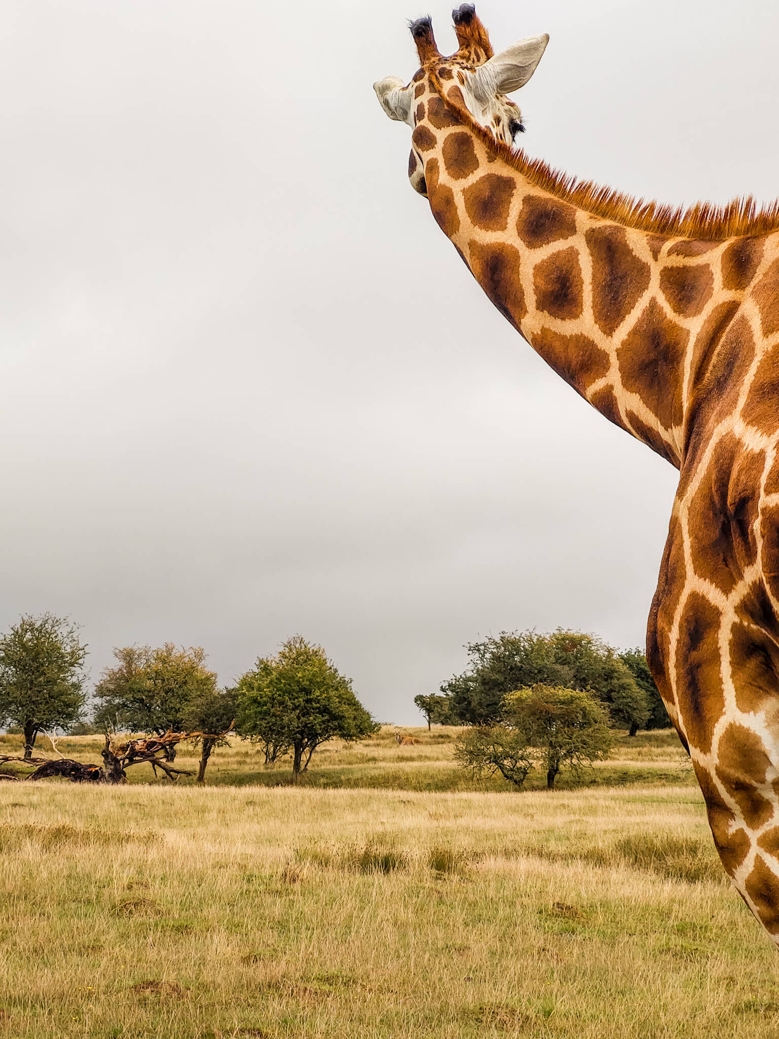 safari north england