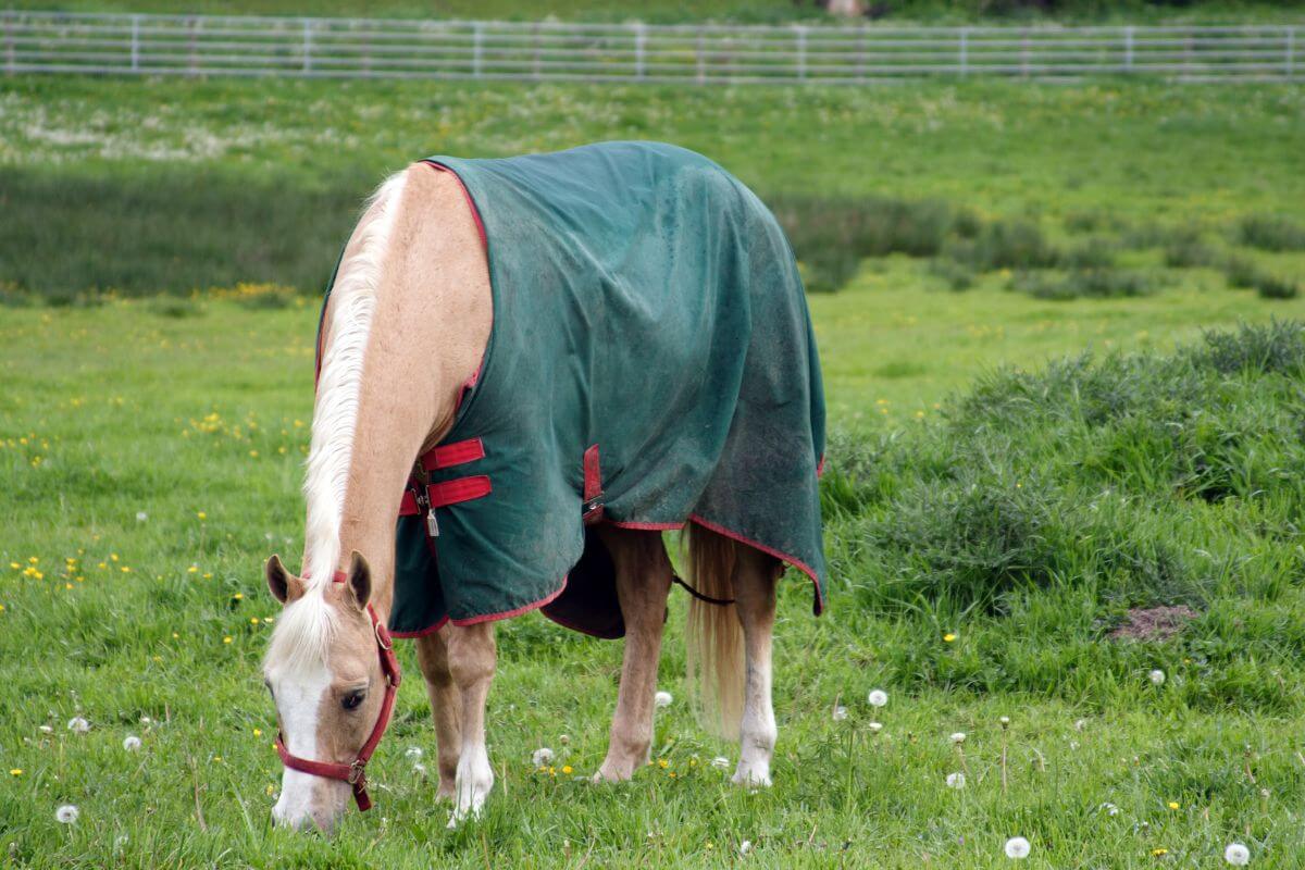 Meet the Bransby Horses on a day out in Lincolnshire