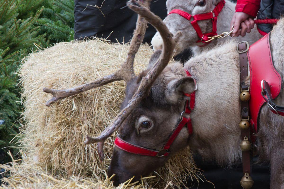 Meetings with reindeer at Christmas in Northumberland
