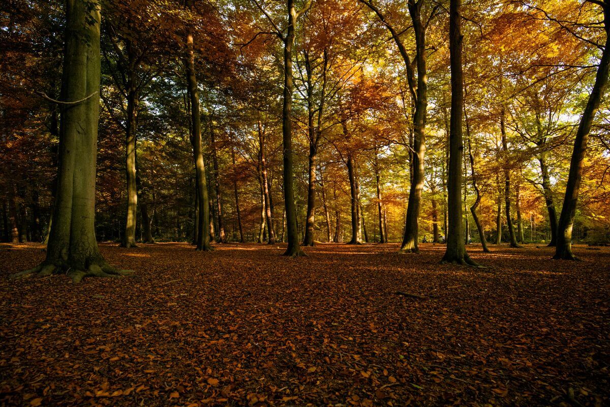 There's a Gruffalo trail in England at Thorndon Country Park