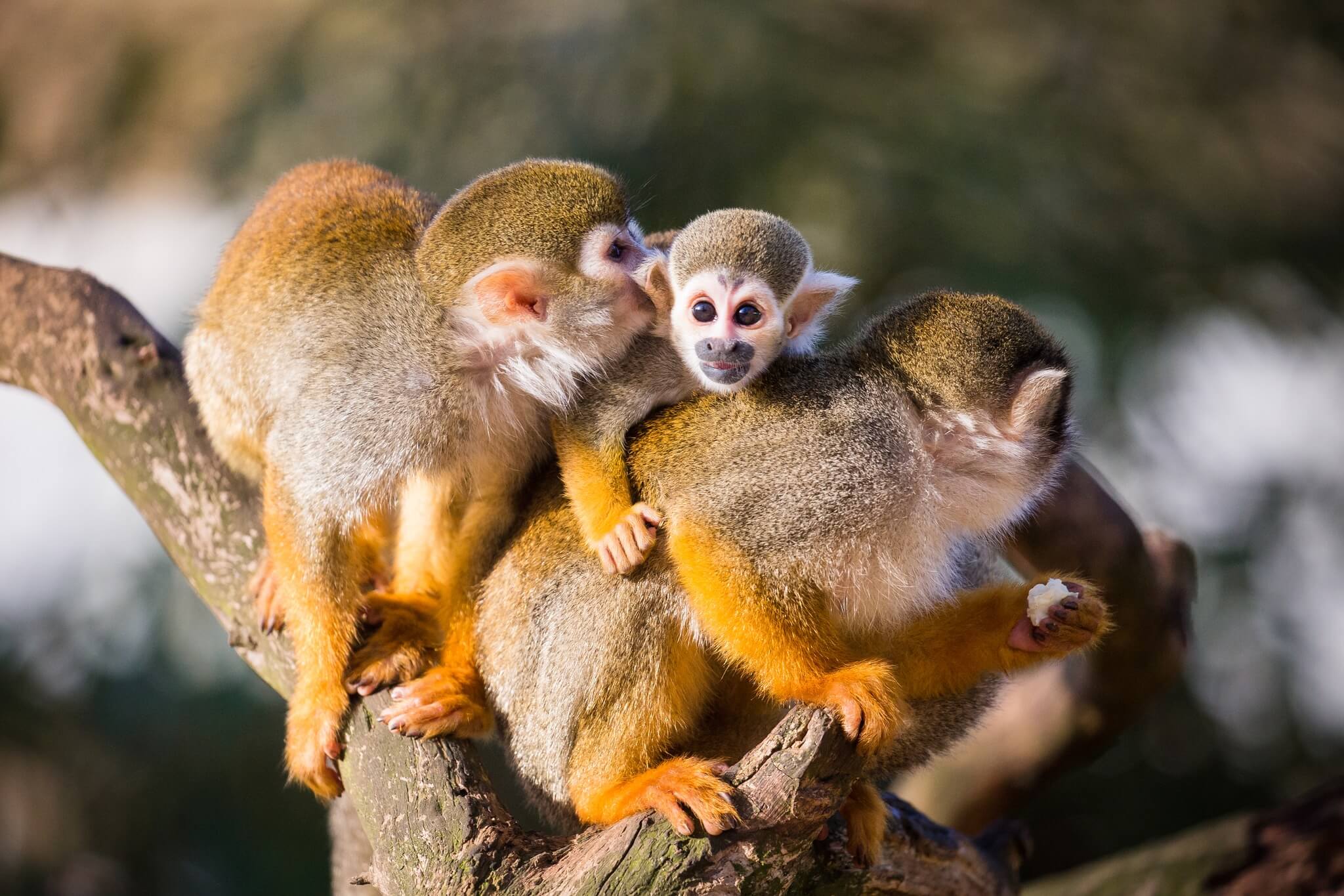 famous safari park uk