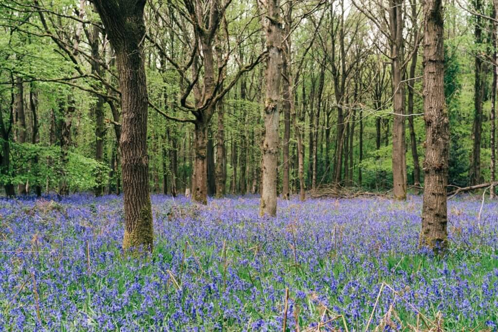 English flowers in the forest