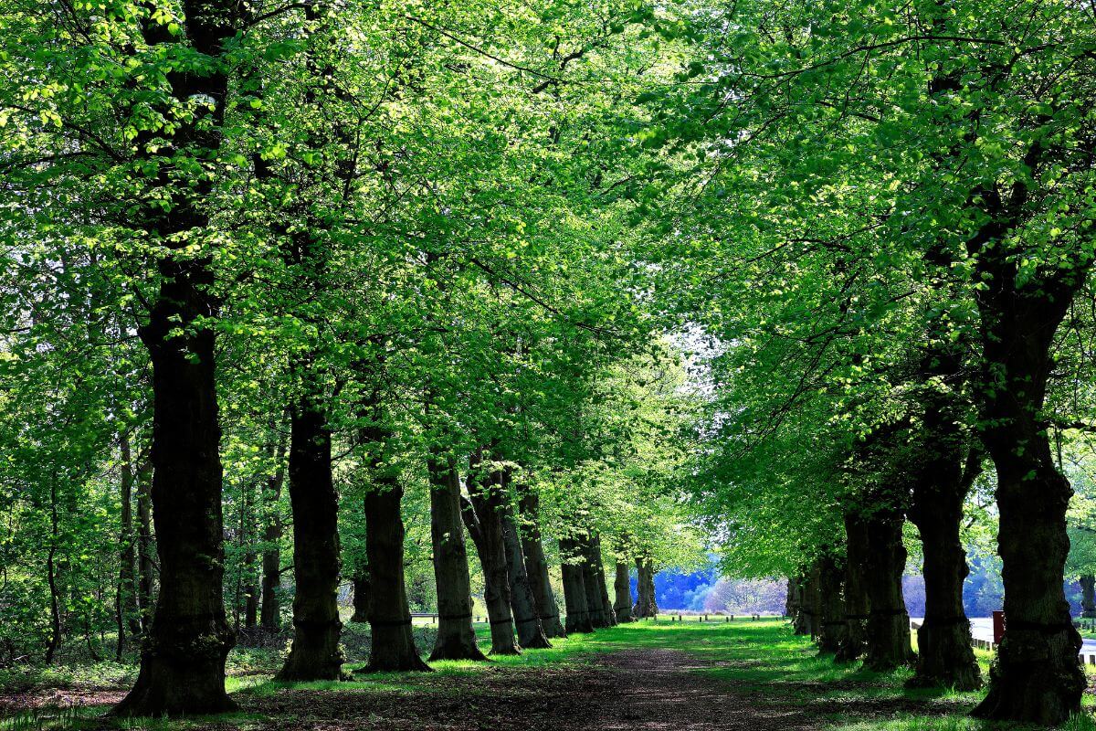 Day out to Clumber Park in Nottinghamshire