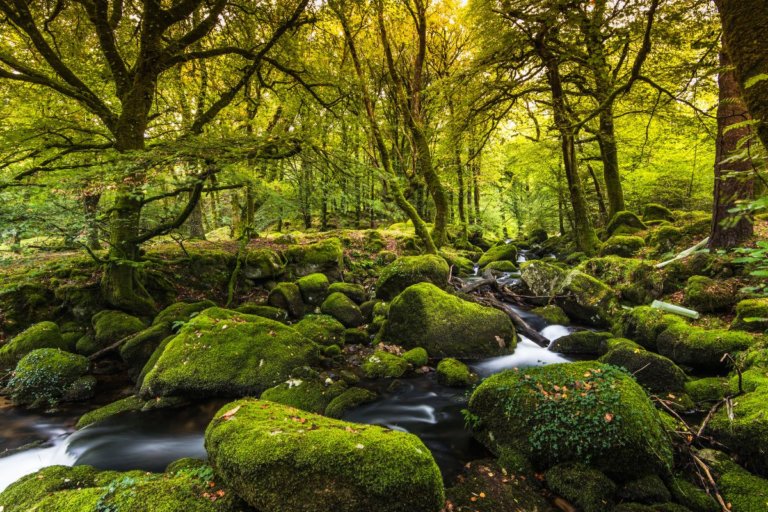 9 Best Forests in England to Go and Hug a Tree in