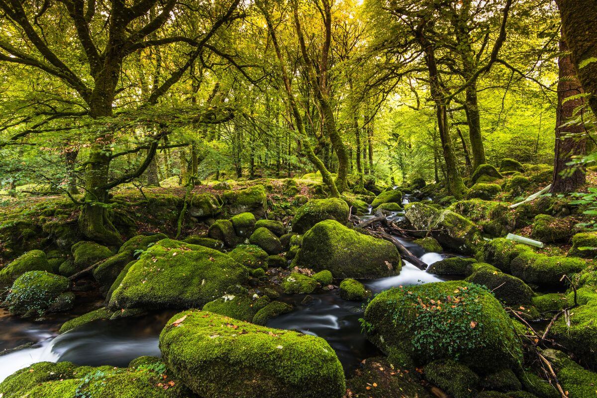 9 Best Forests in England to Go and Hug a Tree in