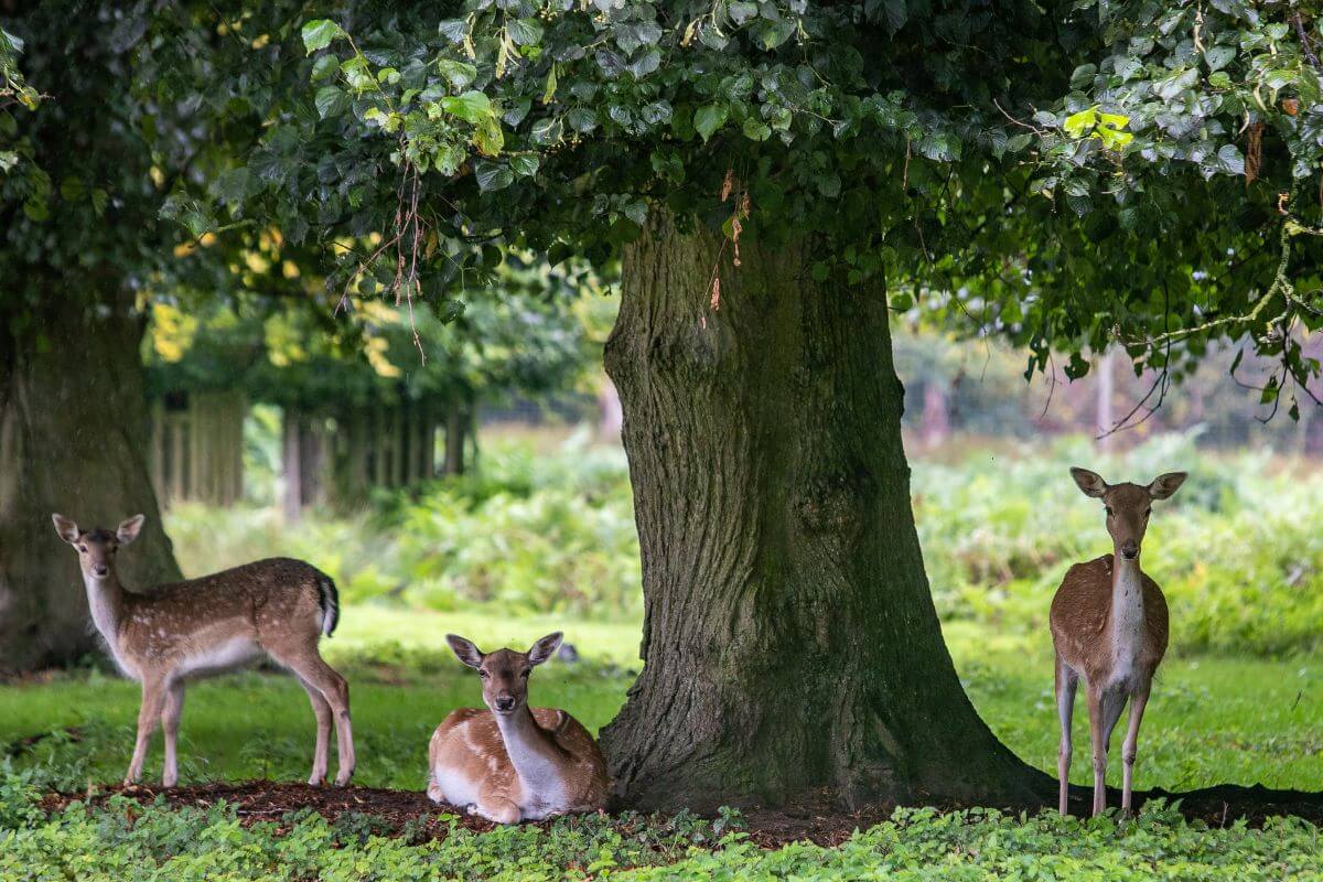 Meet the deer at Dunham Massey on a day out in Cheshire