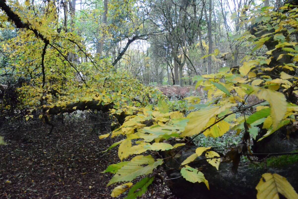 Free day out in England's woodlands